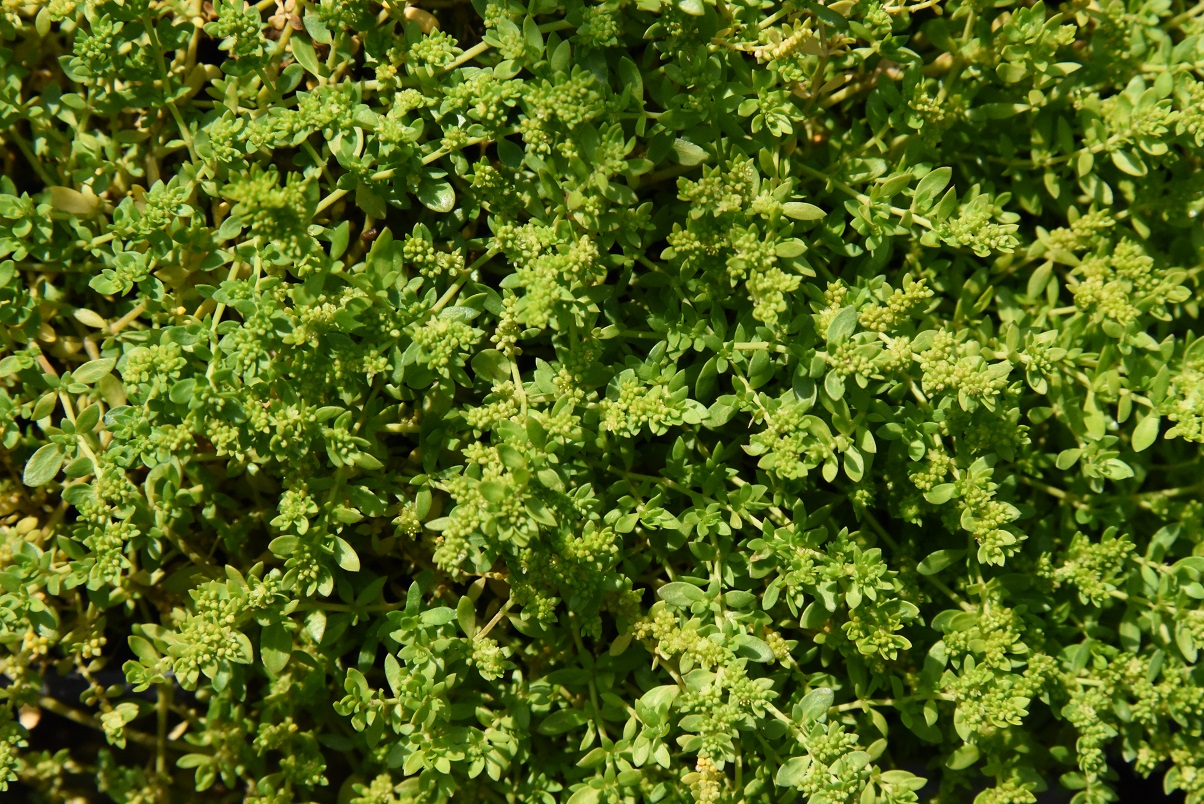 Herniaria glabra Kaal breukkruid bestellen